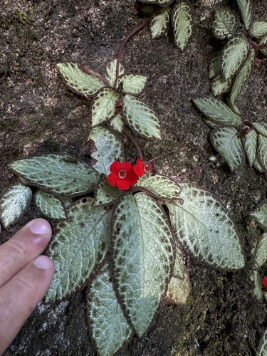 Episcia cupreata