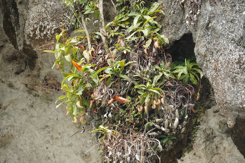 Nepenthes northiana
