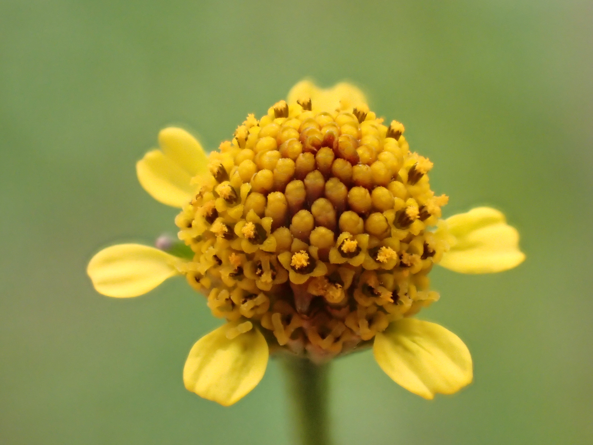 Acmella uliginosa