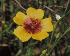 Linum rigidum
