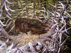 Synalpheus stimpsonii