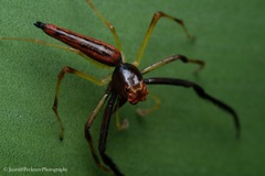 Viciria pavesii