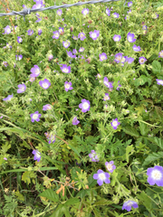 Nemophila sayersensis