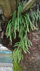 Pyrrosia linearifolia