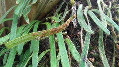 Pyrrosia linearifolia