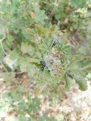 Vanessa cardui