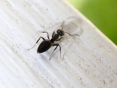 Technomyrmex jocosus