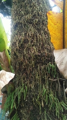 Pyrrosia linearifolia