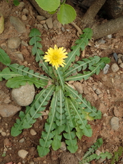 Taraxacum formosanum
