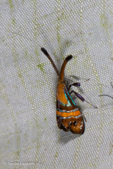 Nemophora
