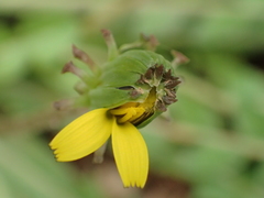 Taraxacum formosanum