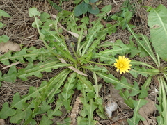 Taraxacum formosanum
