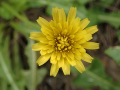 Taraxacum formosanum
