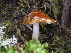 Cortinarius armeniacovelatus