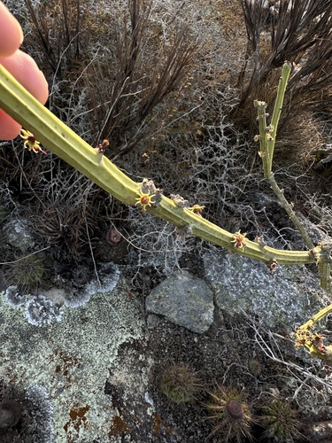 Euphorbia phosphorea, photograph 3