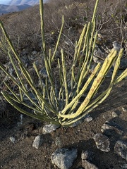 tlaloc27, CC BY, iNaturalist via GBIF Euphorbia phosphorea, photograph tlaloc27, CC BY, iNaturalist via GBIF