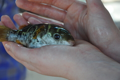 Dichotomyctere fluviatilis