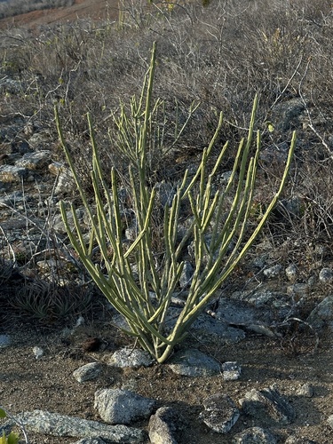 Euphorbia phosphorea, photograph 5