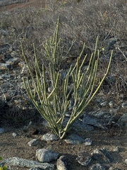 tlaloc27, CC BY, iNaturalist via GBIF Euphorbia phosphorea, photograph tlaloc27, CC BY, iNaturalist via GBIF