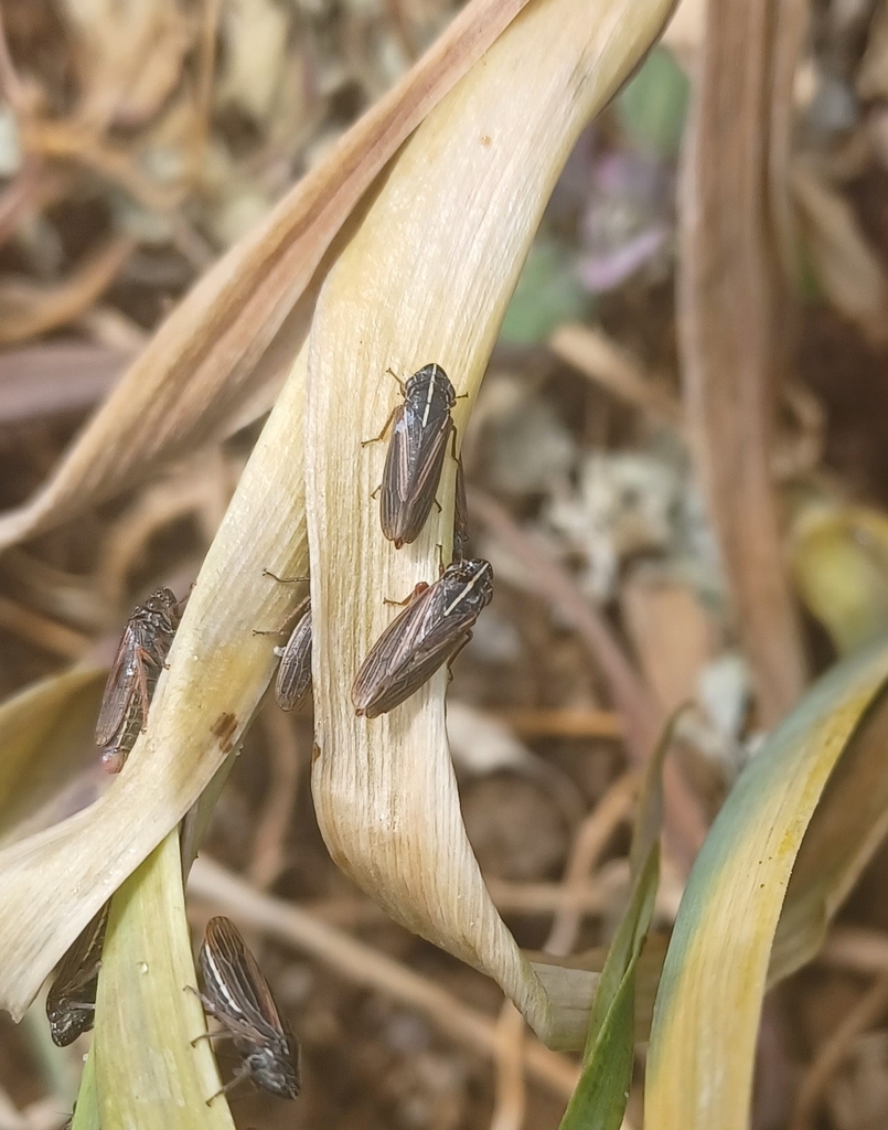 Anacuerna centrolinea