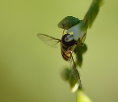 Simosyrphus grandicornis