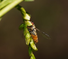 Simosyrphus grandicornis