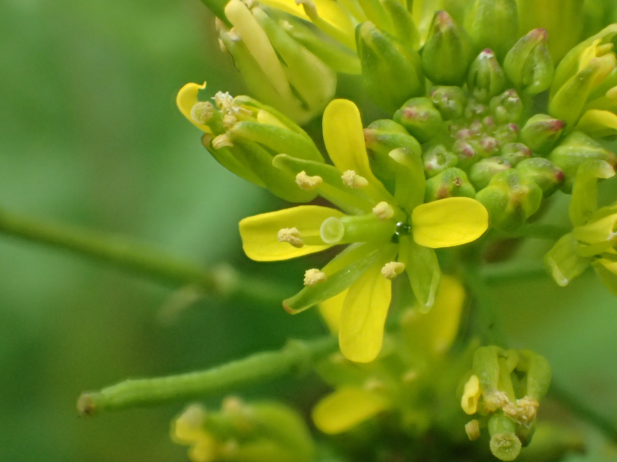 Rorippa indica