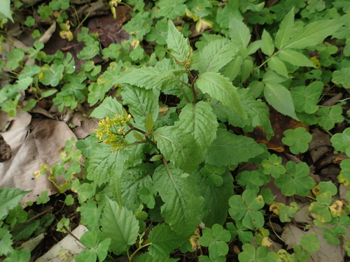 Rorippa indica
