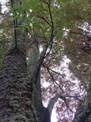 Ramalina glaucescens