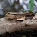 Giant Mudskipper - Photo (c) Alex J., some rights reserved (CC BY-NC), uploaded by Alex J.
