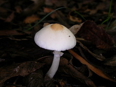 Leucoagaricus ooliekirrus