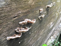 Auricularia mesenterica