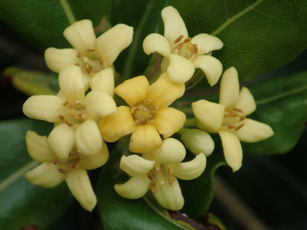 Pittosporum tobira