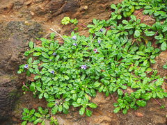 Ajuga pygmaea