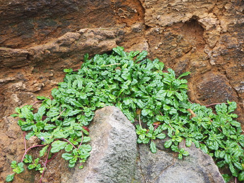 Image of Ajuga pygmaea by no rights reserved