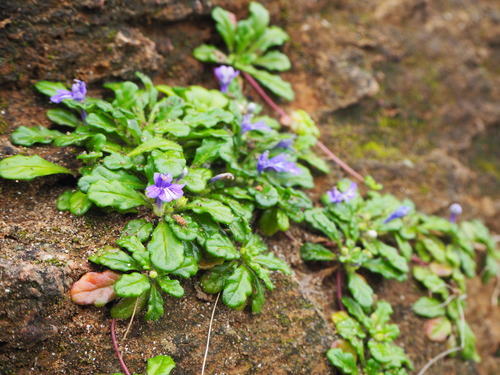 Image of Ajuga pygmaea by no rights reserved