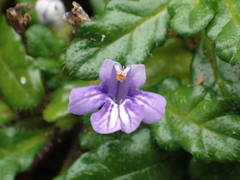 Ajuga pygmaea