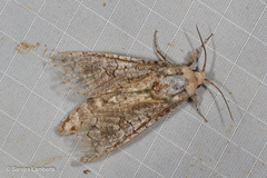 Isocossus vandeldeni