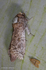 Isocossus vandeldeni