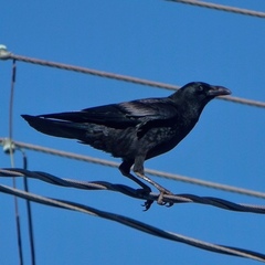 Corvus corax