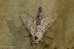 Polyphagozerra coffeae