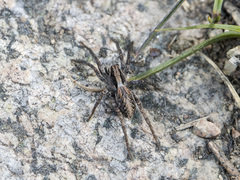 Alopecosa cursor