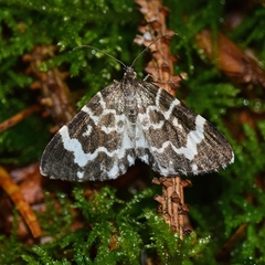 Trichodezia californiata