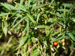 Solanum pseudocapsicum
