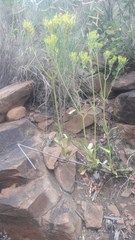 Kalanchoe paniculata