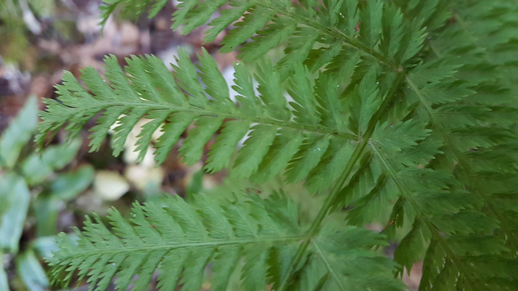 Leptopteris hymenophylloides image