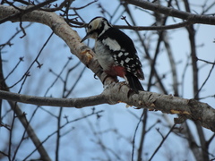Dendrocopos major