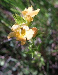 Alectra orobanchoides