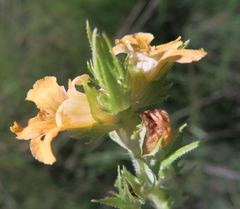 Alectra orobanchoides