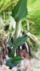 Alectra orobanchoides